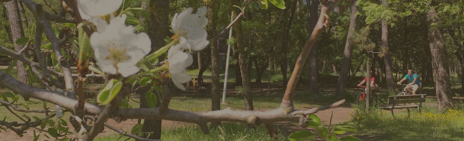 Relax in the pinewood